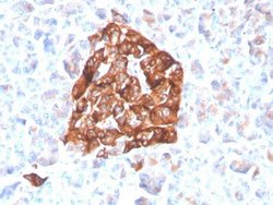 Synaptophysin Antibody (SYP/4503R) - Azide and BSA Free, Novus Biologicals